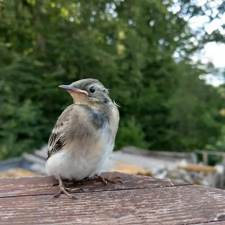 Wald-apartment شقة Limabach - Oberfrohna