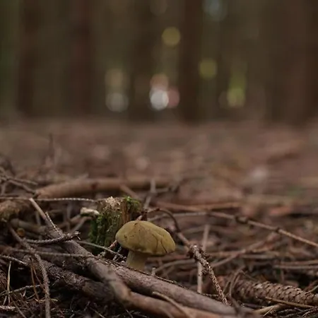 Wald-apartment شقة