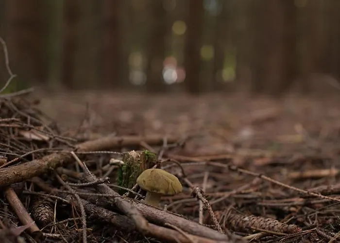 Wald-apartment Apartment