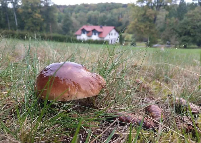 Wald-apartment דירה *